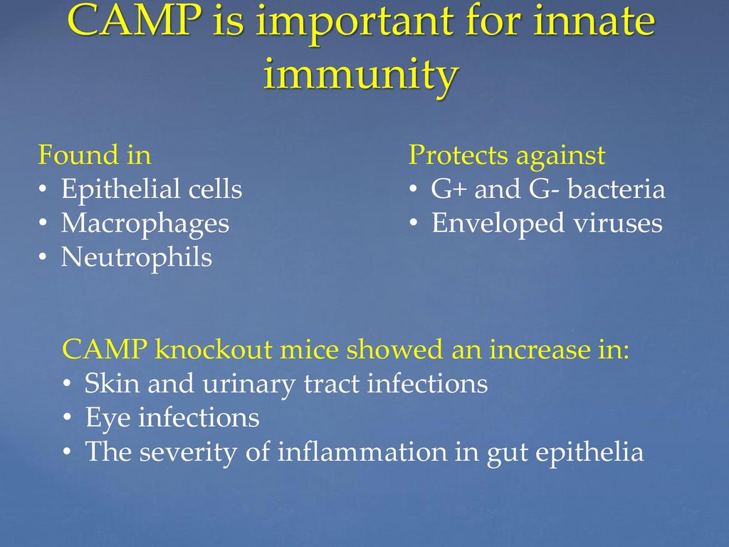 CAMP is important for innate immunity