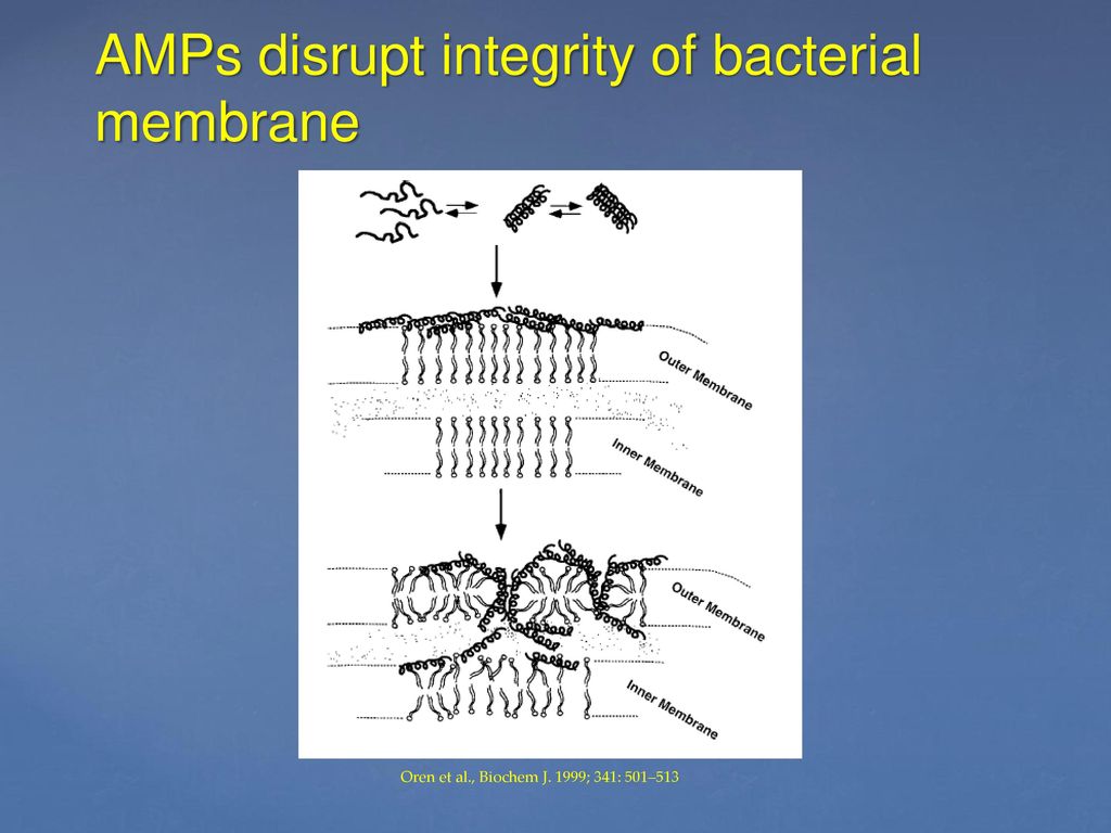 AMPs disrupt integrity of bacterial membrane