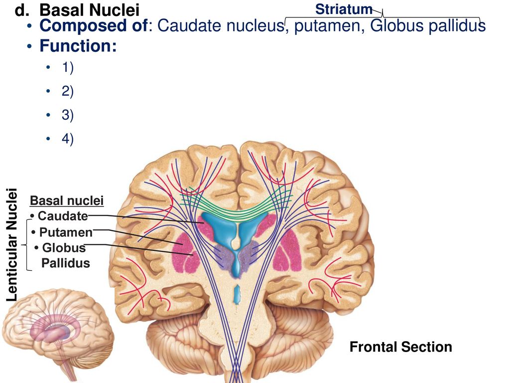Что такое путамен 8 букв. Corpus Nuclei caudati анатомия. Putamen анатомия. The caudate Nucleus and putamen это. Globus pallidus анатомия.