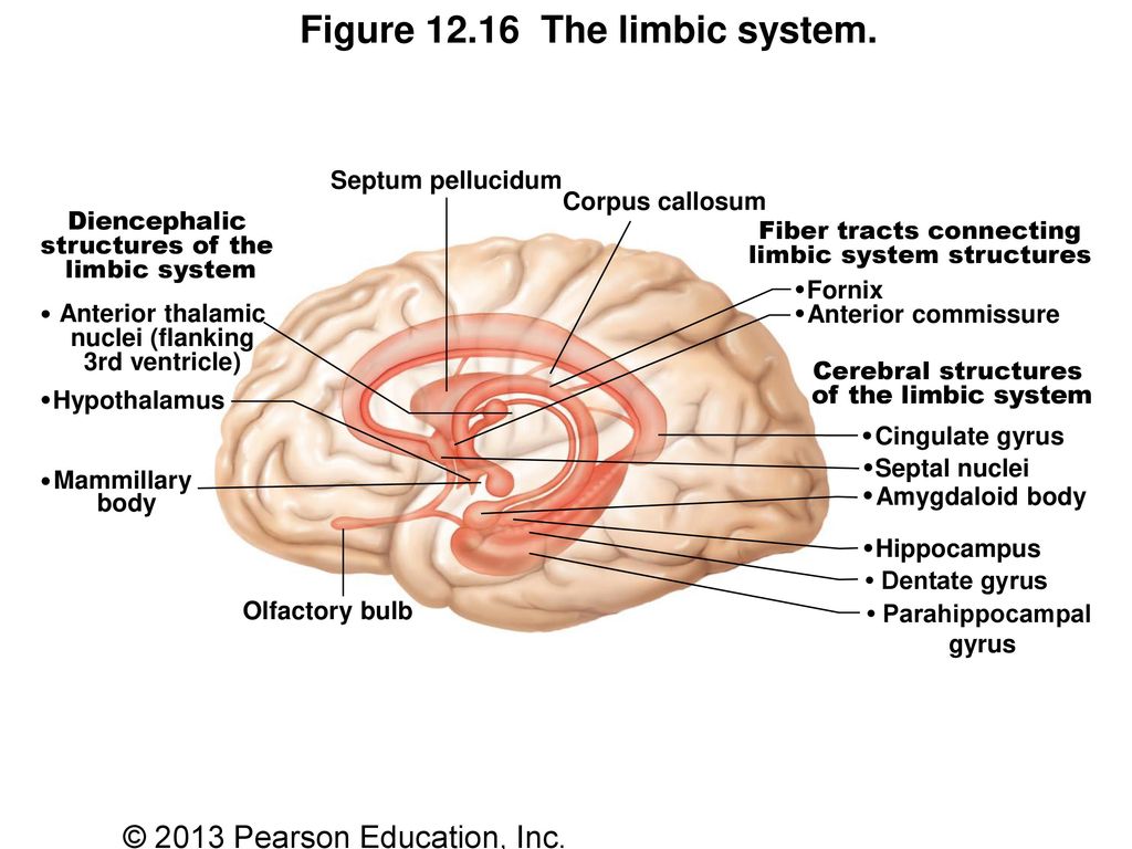 Нервная система латынь. Septum callosum анатомия. Fornix анатомия. Fornix мозга. Septum pellucidum анатомия.