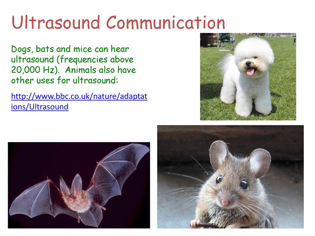 Good if: you can explain what is meant by ultrasound. - ppt download