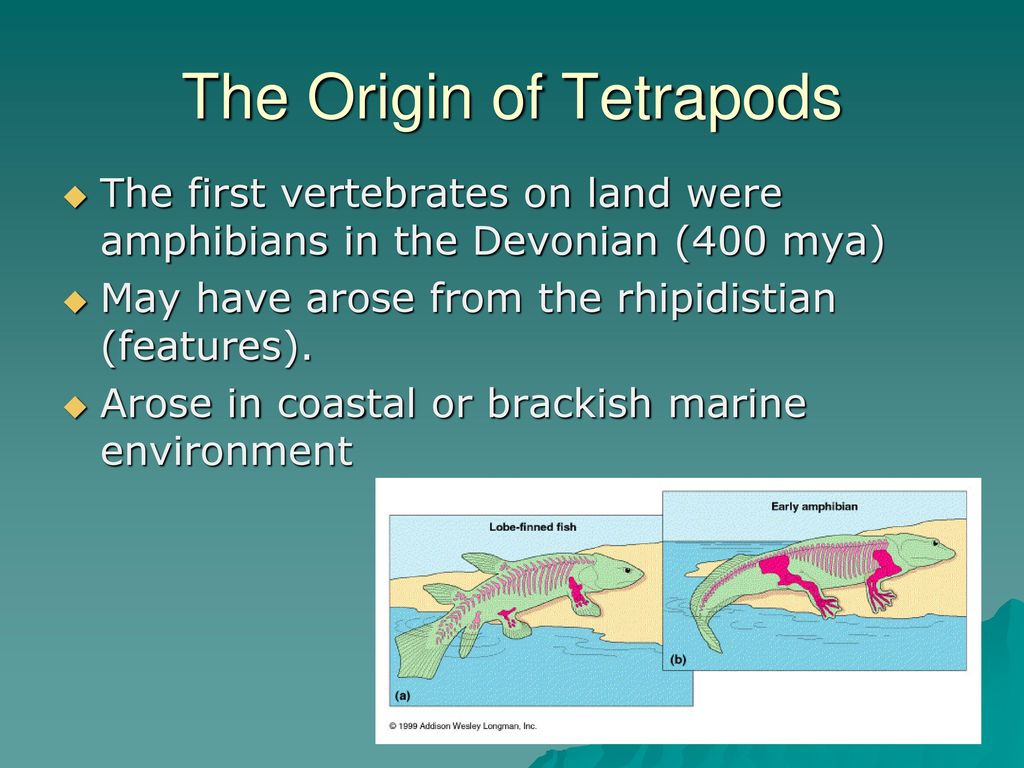 Vertebrates. - ppt download