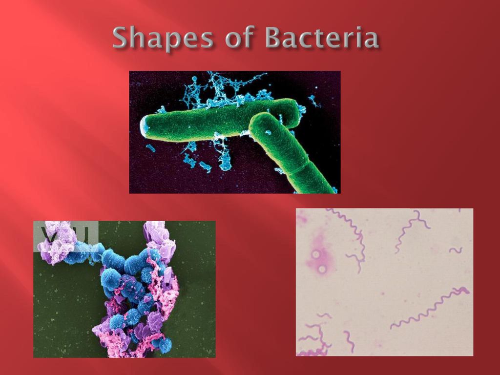 What does a bacterium look like? - ppt download