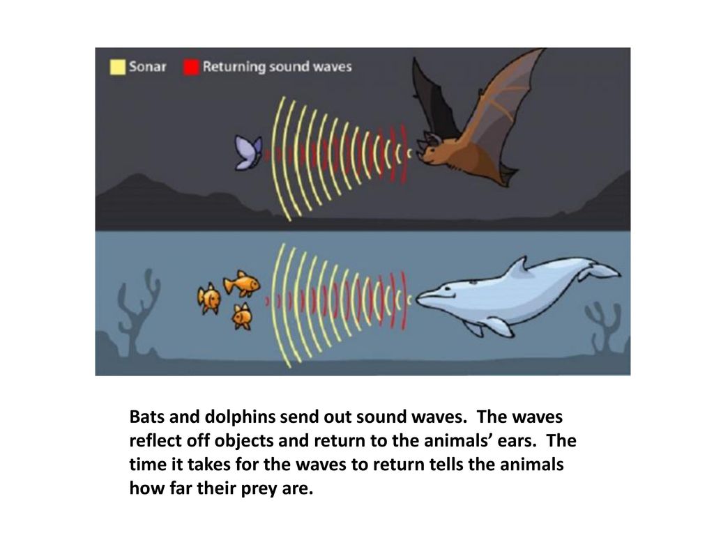 1.) How do animals and people use sound? - ppt download