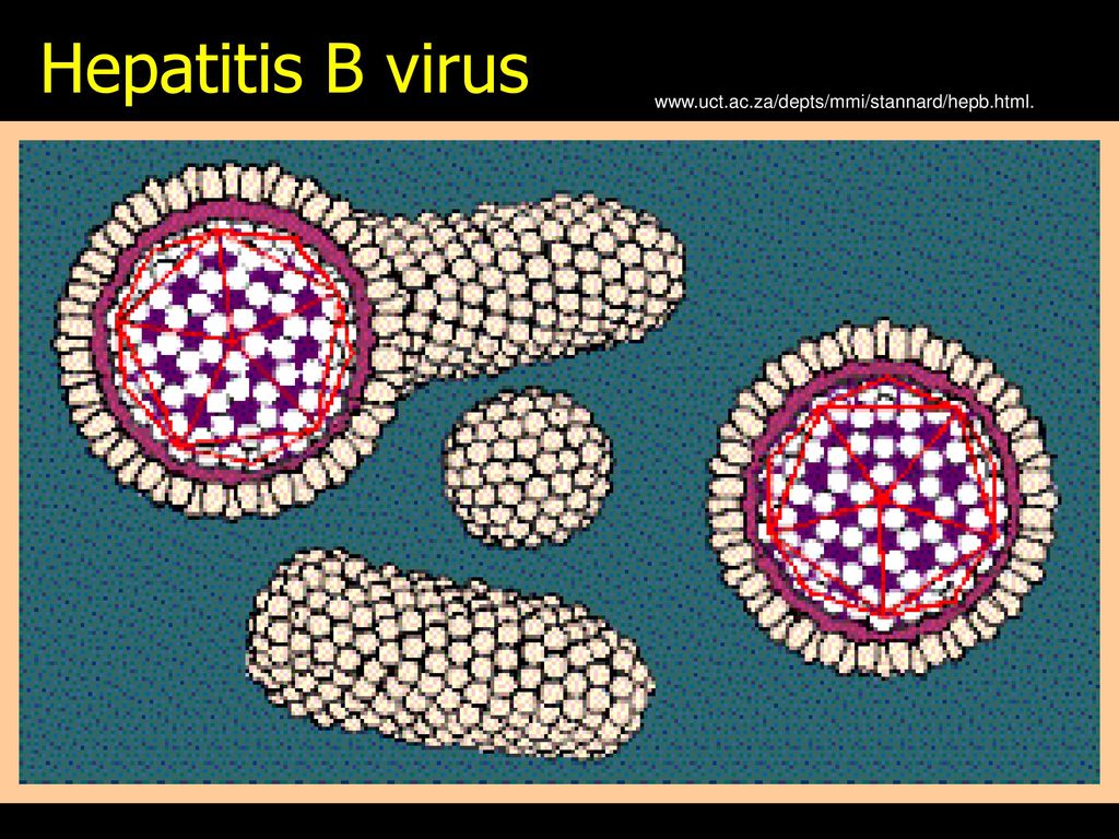 Антиген hepatitis. HBV вирус. Возбудитель гепатита и оспы является. HEPB gfhxfnv.