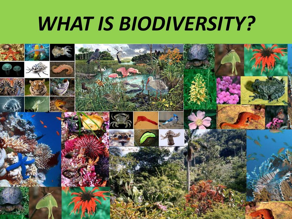 Биологическое разнообразие 5 класс