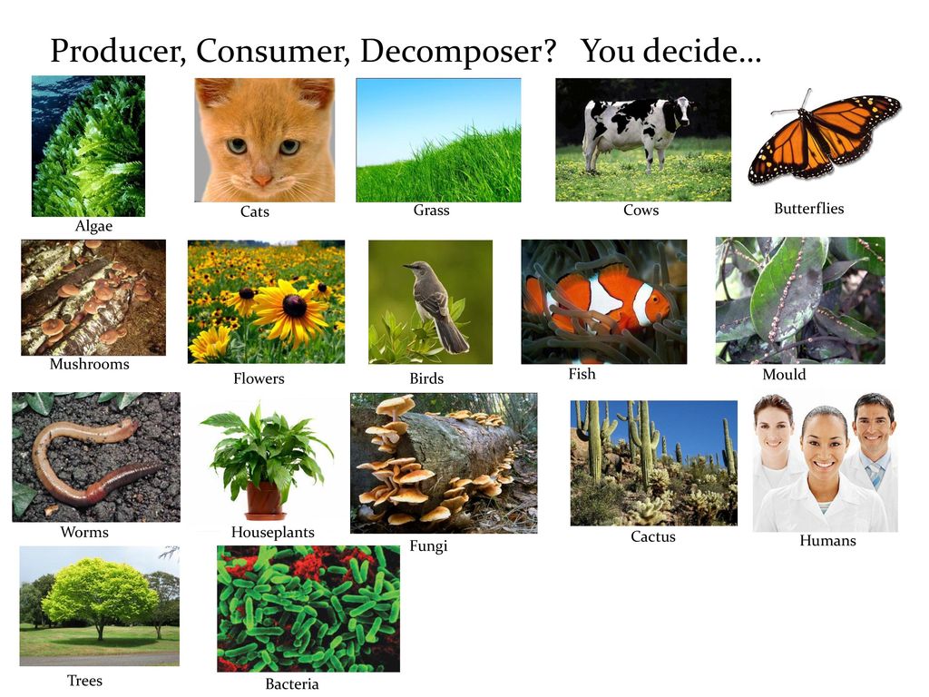 Producer, Consumer, You decide… ppt download