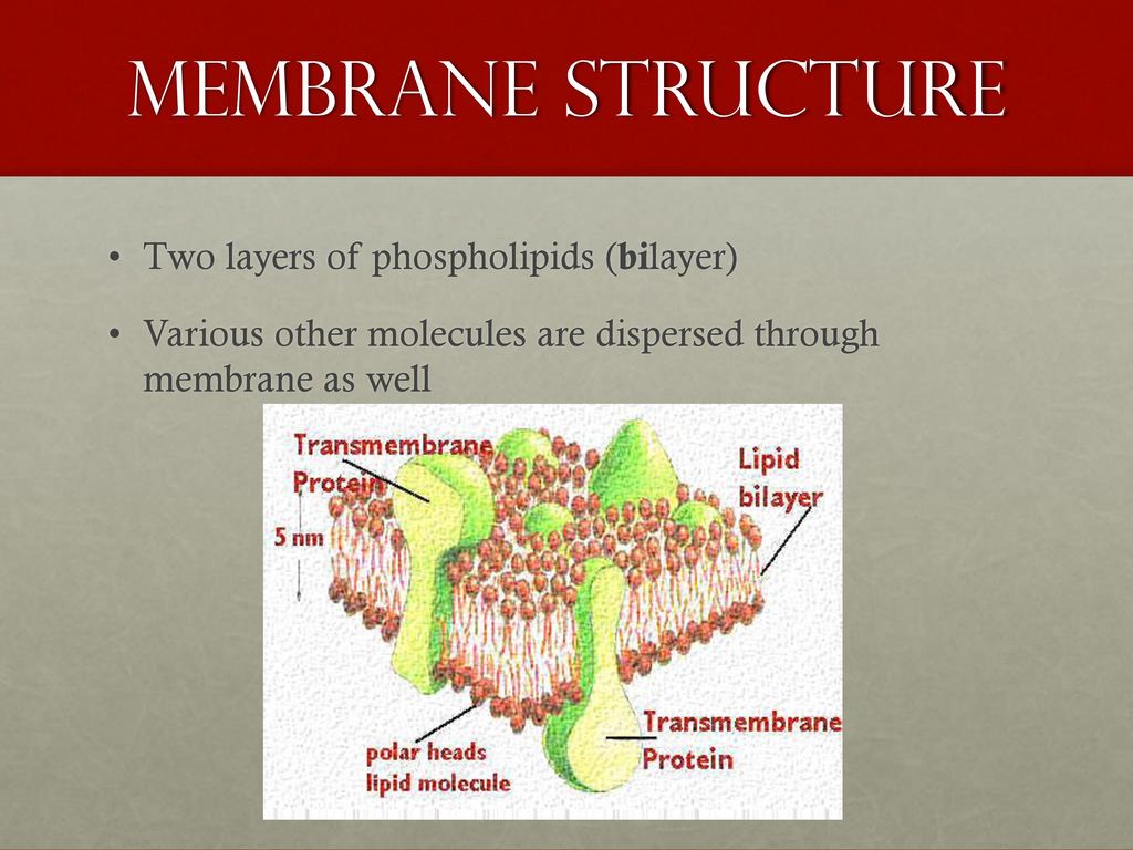 3.3 cell membranes. - ppt download