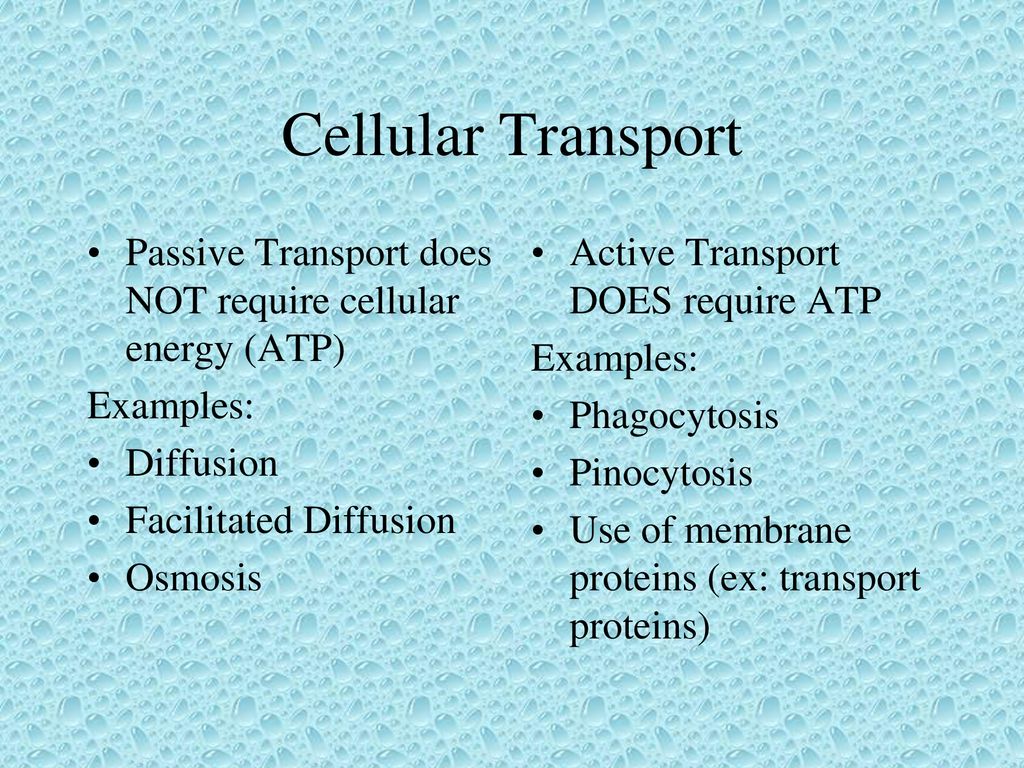 cells-and-cellular-transport-ppt-download