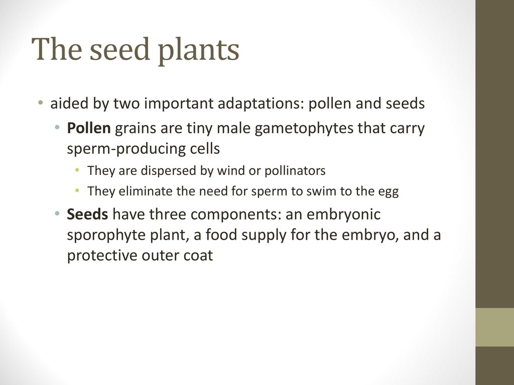 The seed plants aided by two important adaptations: pollen and seeds