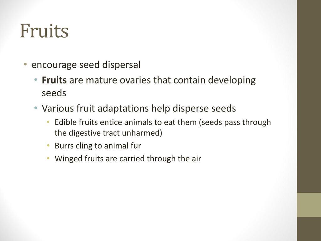 Fruits encourage seed dispersal