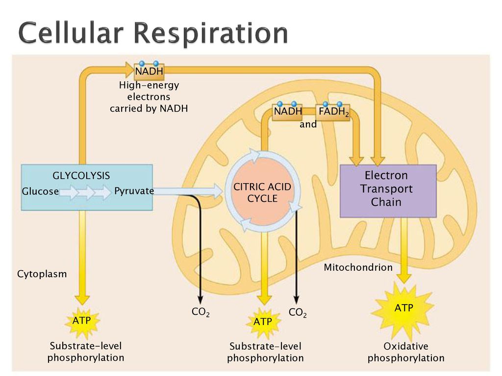 Cellular Energy. - ppt download