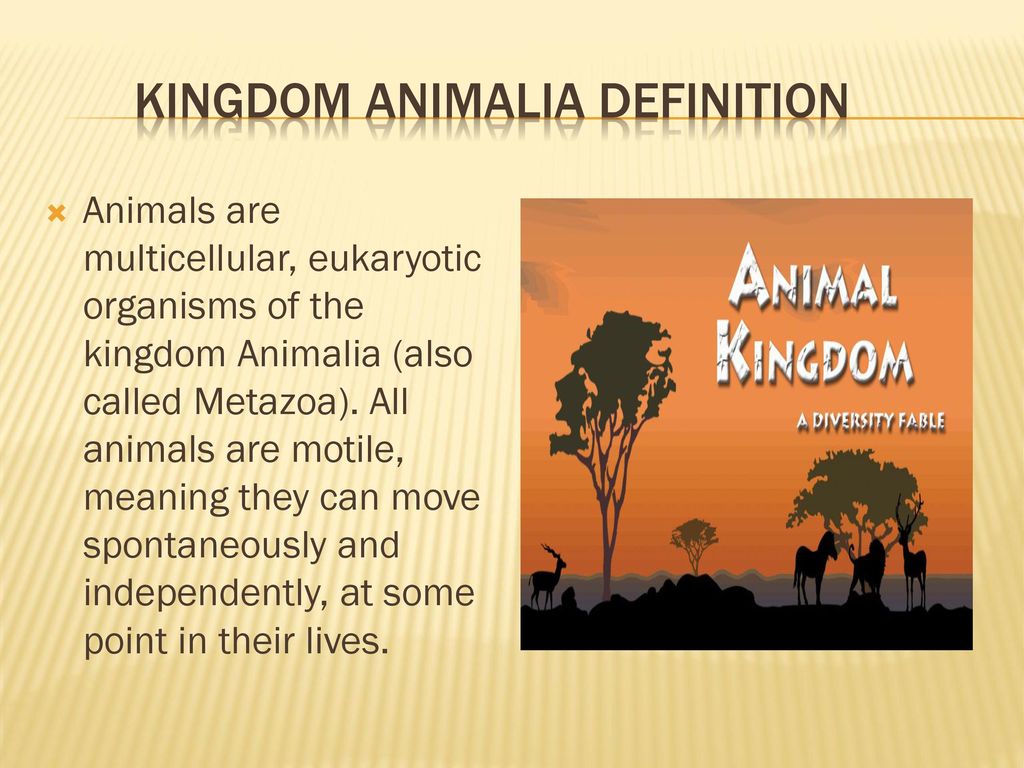 Kingdom of Animal Biology classes Designed By Mater Hadadi - ppt download