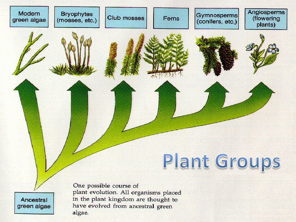 Последовательность появления покрытосеменных. Схема эволюции растений 6 класс биология. Древо эволюции растений на земле. Эволюция. Растения. Эволюция наземных растений.