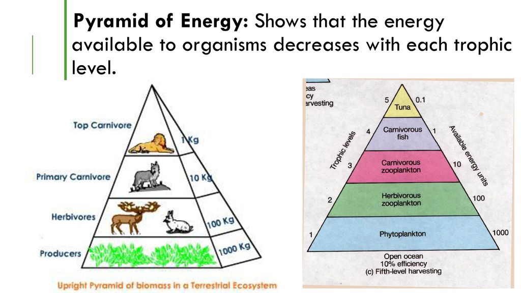 Trophic Levels and 10% Rule - ppt download