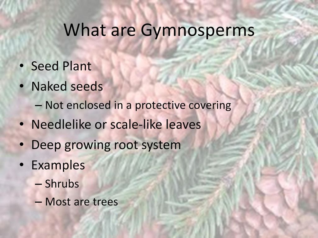 Gymnosperms Chapter Section Ppt Download