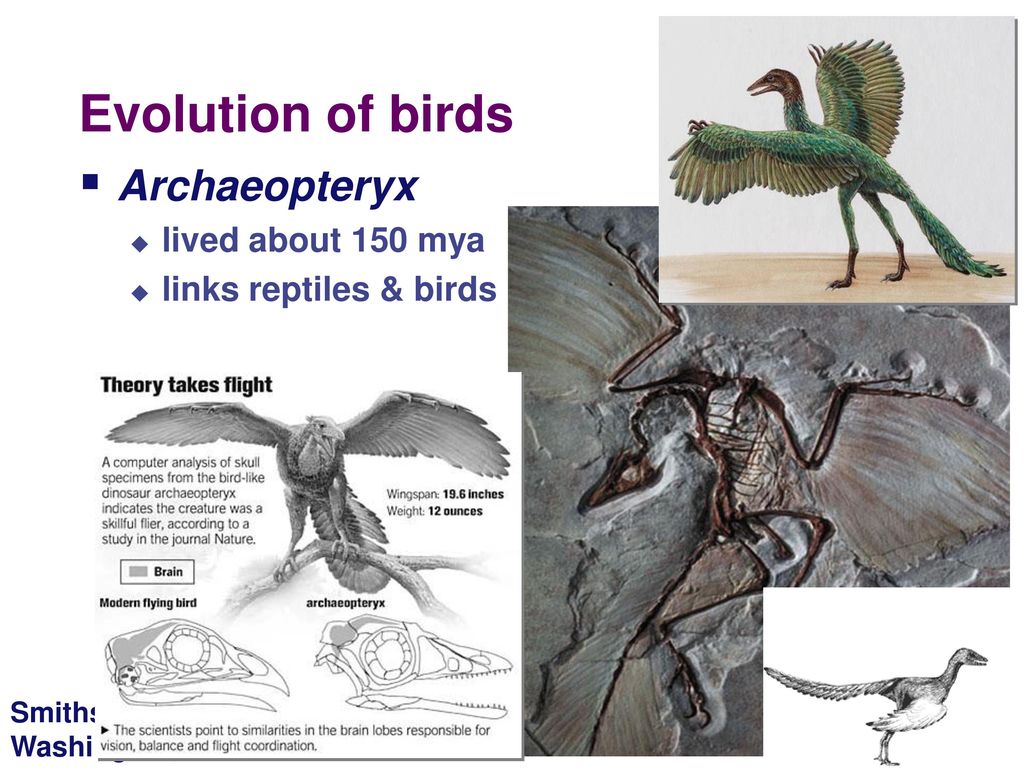 Evidence of Evolution by Natural Selection - ppt download