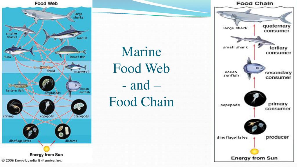 Marine Biology DAY 4 Drill: Explain why you would need to research fish ... Biology Diagrams