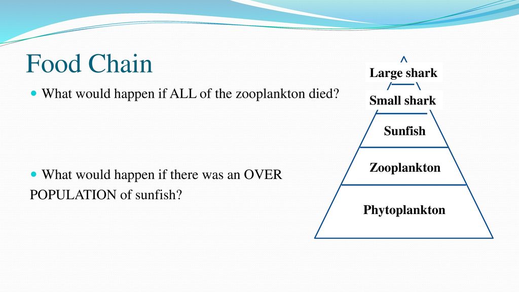 Marine Biology DAY 4 Drill: Explain why you would need to research fish ... Biology Diagrams
