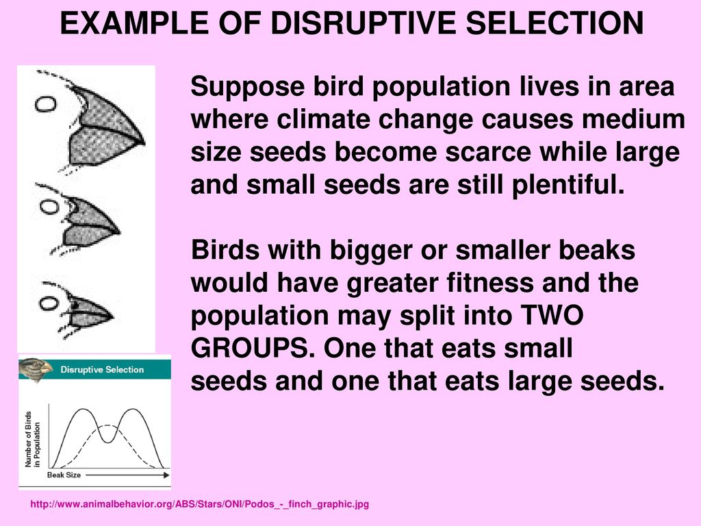 PATTERNS OF EVOLUTION Chapter 16 & ppt download