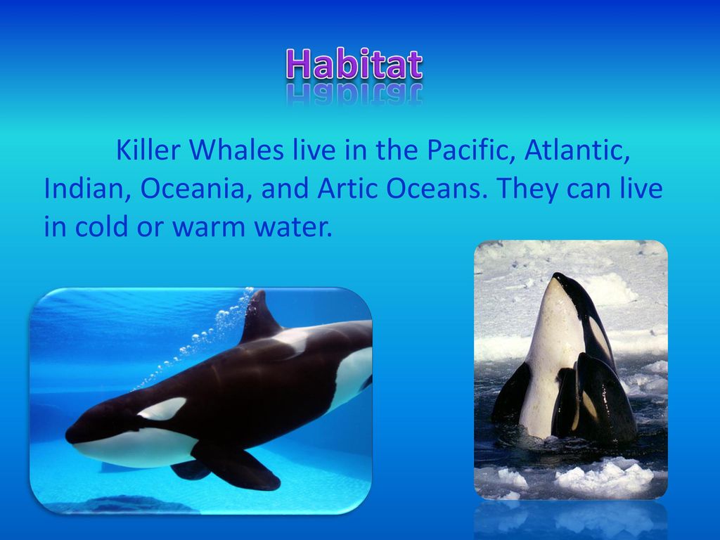 Killer Whales By Isabell Gehrt Ppt Download