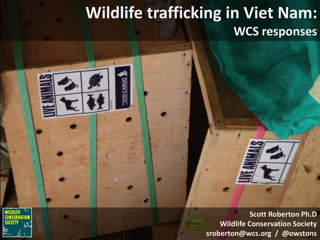 Wildlife trafficking in Viet Nam: