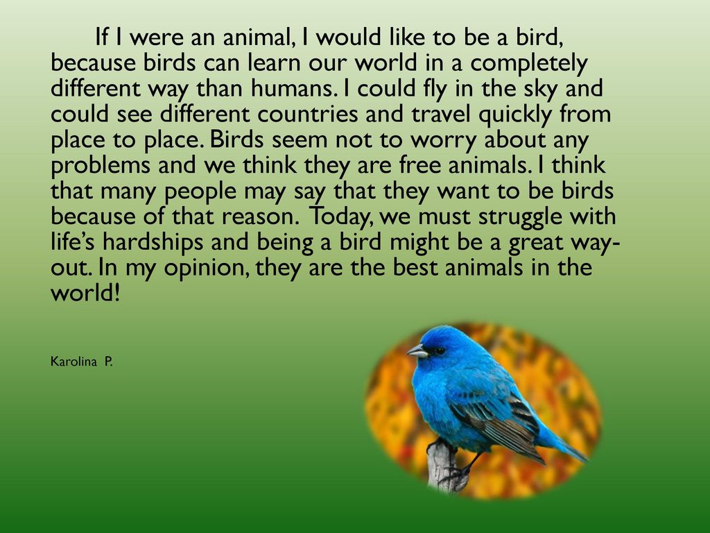 If I were an animal, I would be… - ppt download