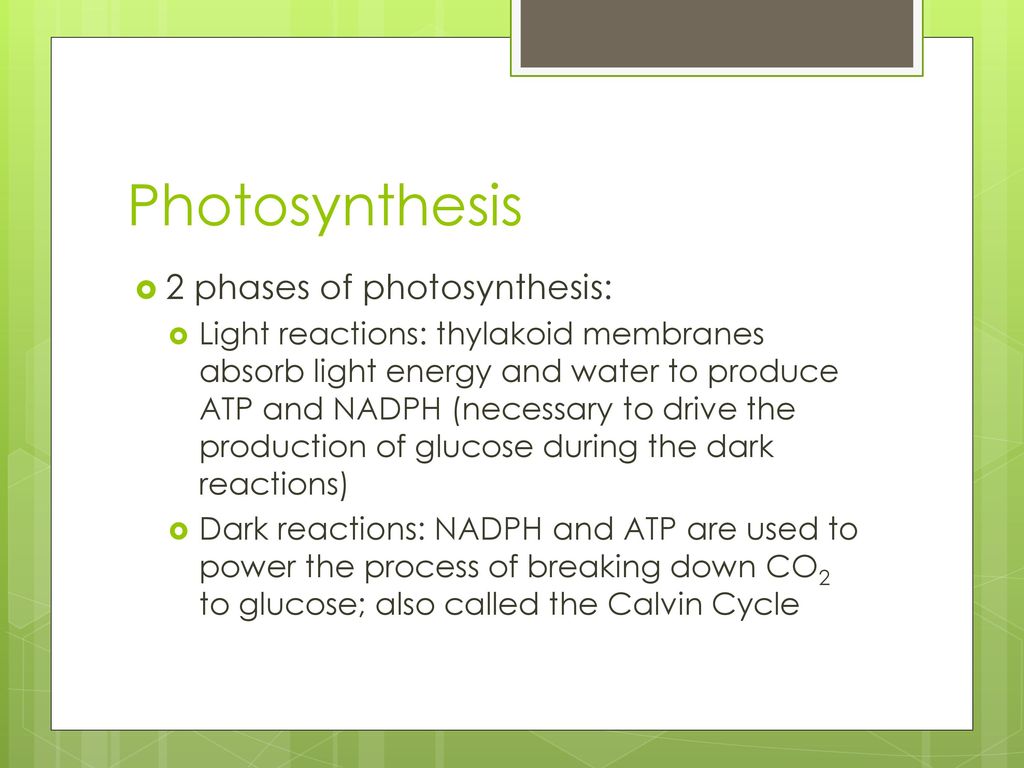 Photosynthesis. - ppt download