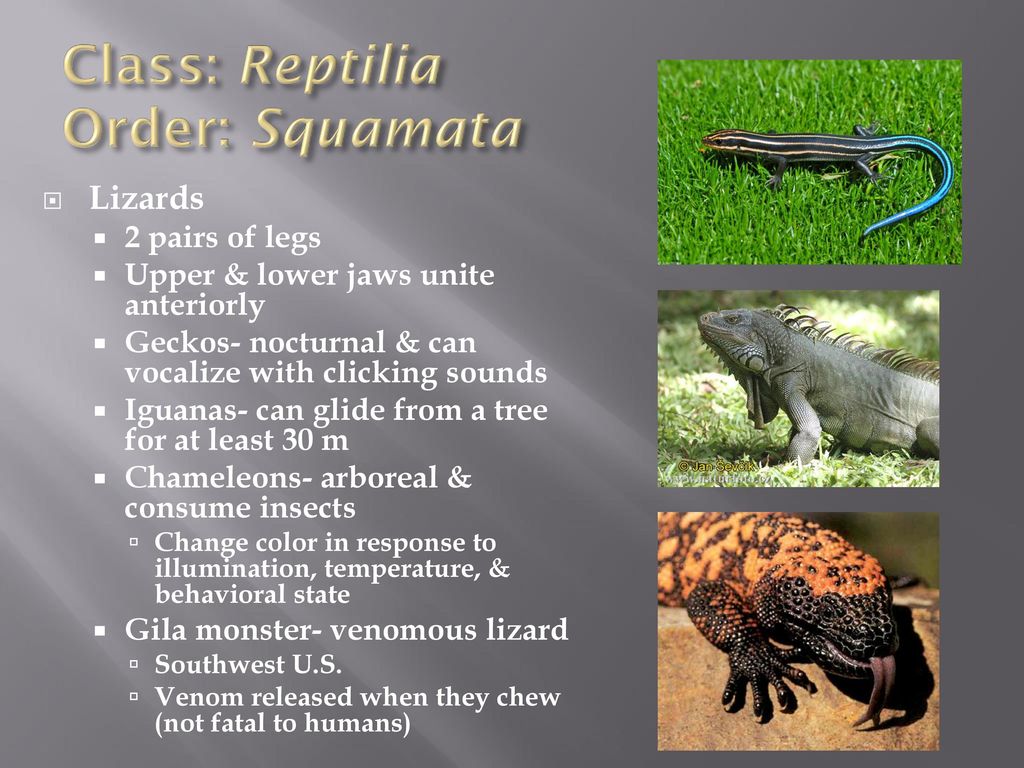 Nonavian Diapsid Amniotes - ppt download