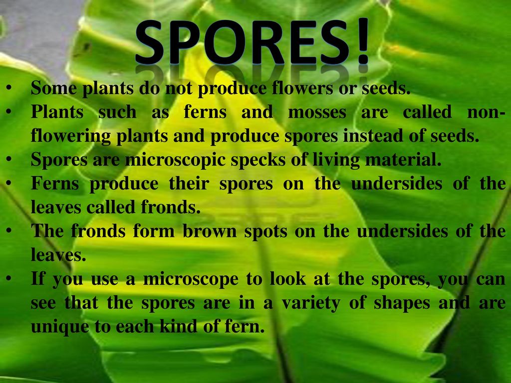 Other Ways Of Reproduction Besides Seeds Ppt Download