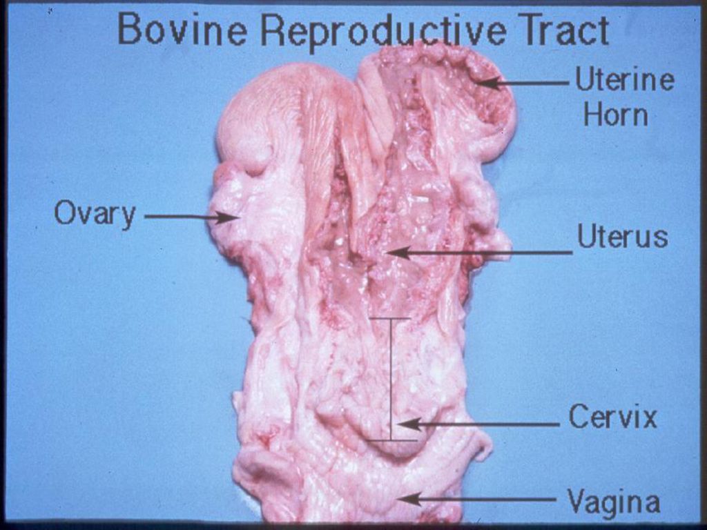 Anatomy Physiology Of Reproduction Ppt Download