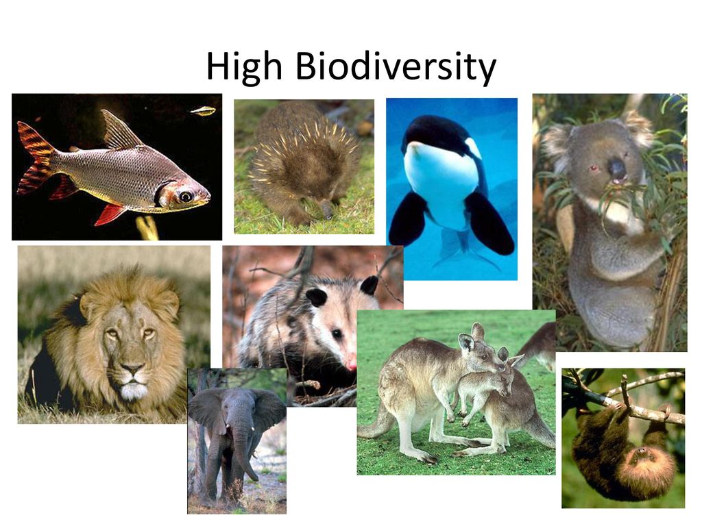 High Biodiversity
