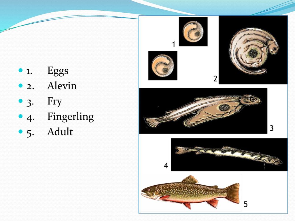 The Effect of Water Quality on the Mortality and Fitness of Brook Trout  (Salvelinus fontinalis) Eggs, Alevins and Fry in Aquaculture and Deep  Springs along. - ppt download
