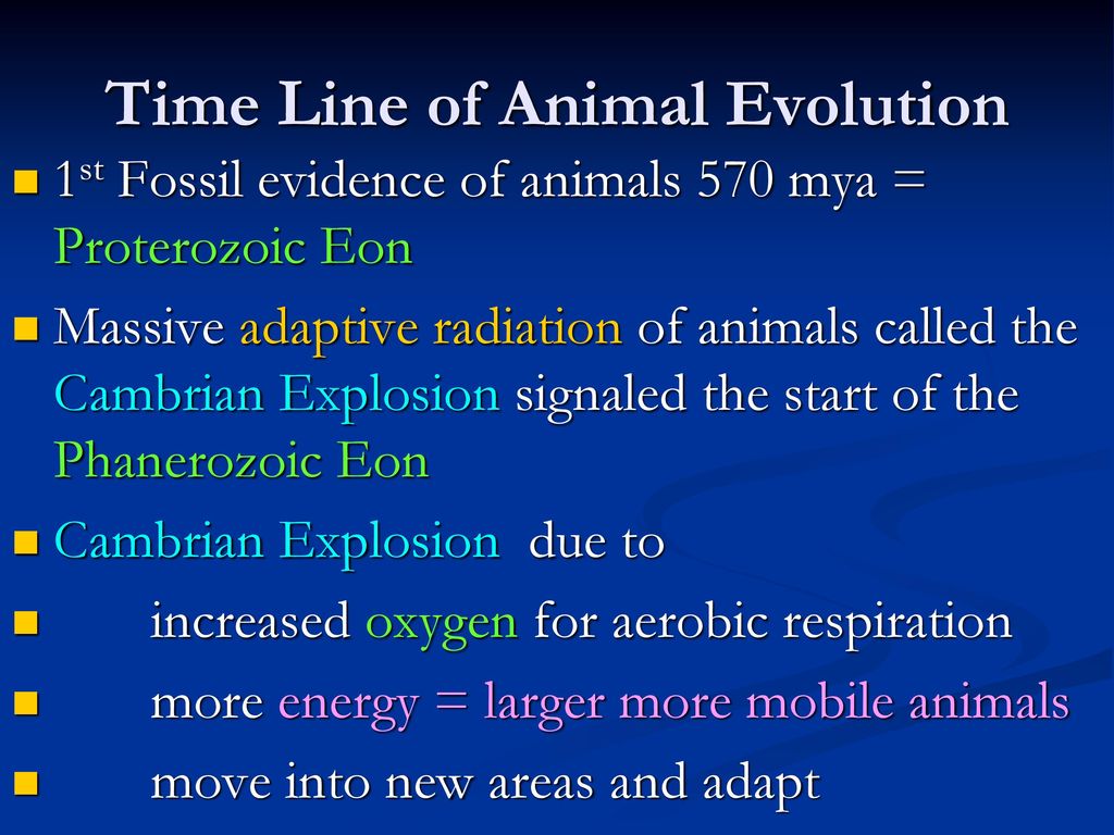 First Animals Soft bodies so trace fossils only Sponges Jelly fish ...