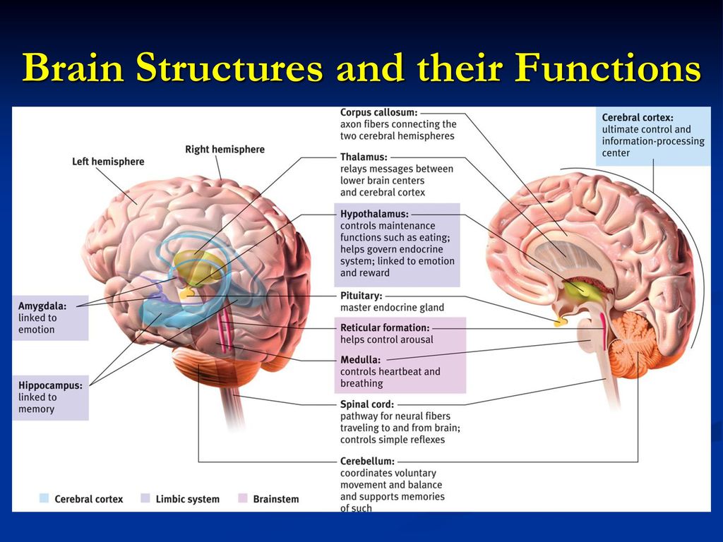 Brain and some. Brain structure. Строение мозга Cortex. Brain structure and function. Human Brain Parts.