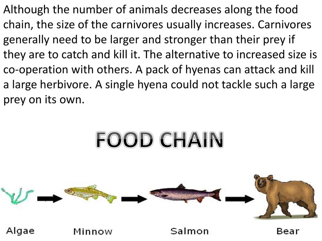 Review while you wait Answer: H (3 min) While we wait… Biology Diagrams