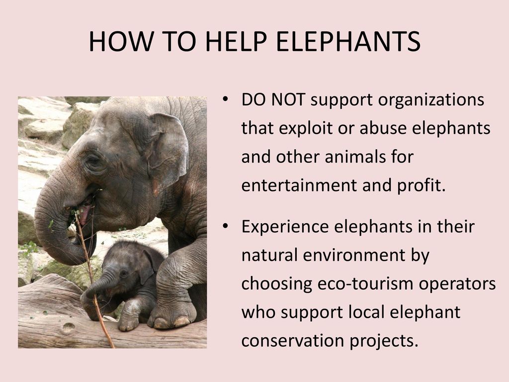 Saving The Elephant The Poaching Crisis - Ppt Download