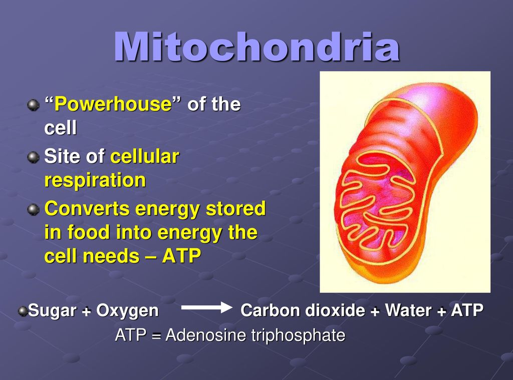 Mitochondria Powerhouse of the cell Site of cellular respiration