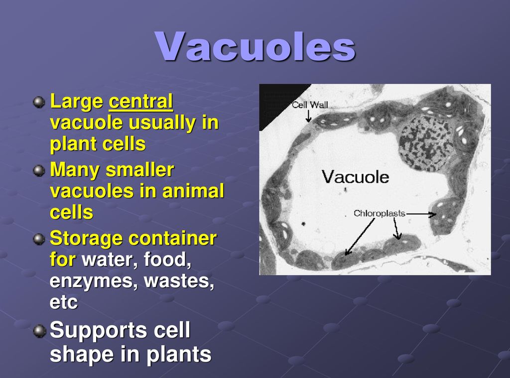 Vacuoles Supports cell shape in plants