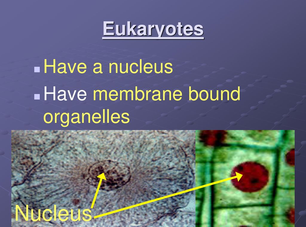 Eukaryotes Have a nucleus Have membrane bound organelles Nucleus