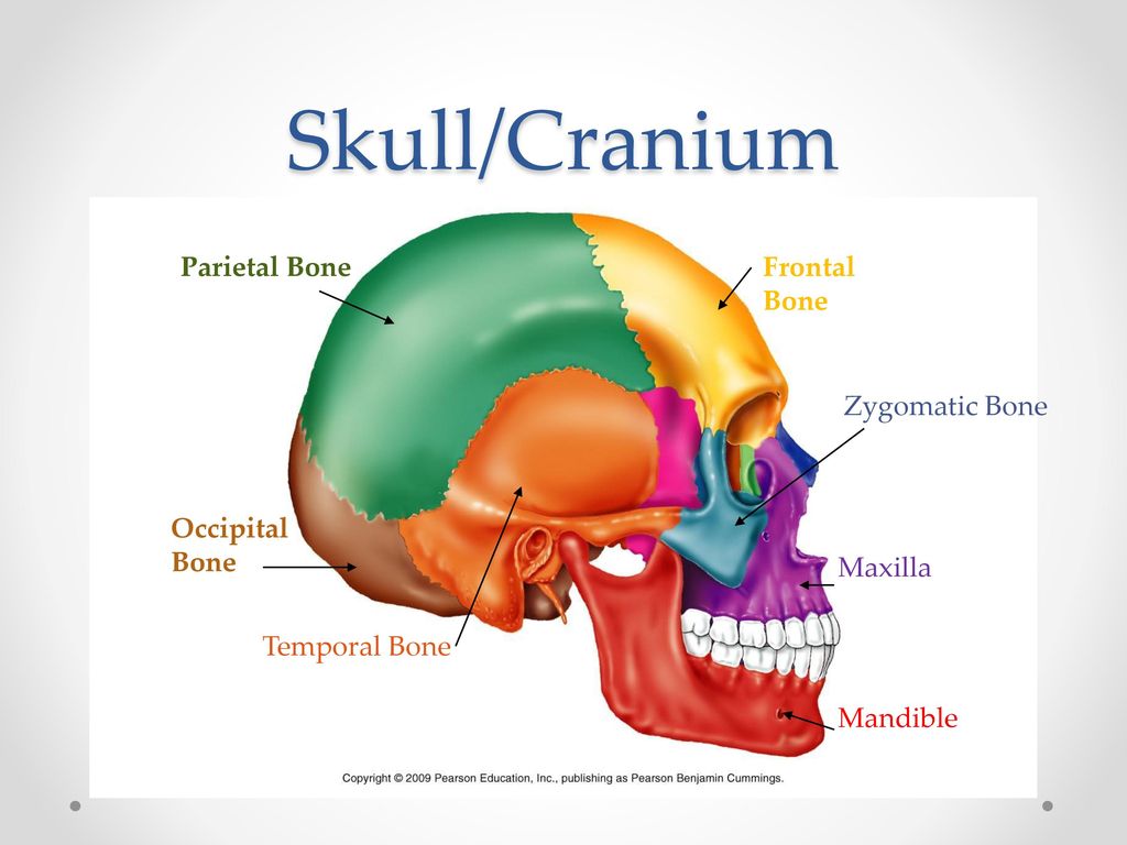 Skull/Cranium Parietal Bone Frontal Bone Zygomatic Bone Occipital Bone
