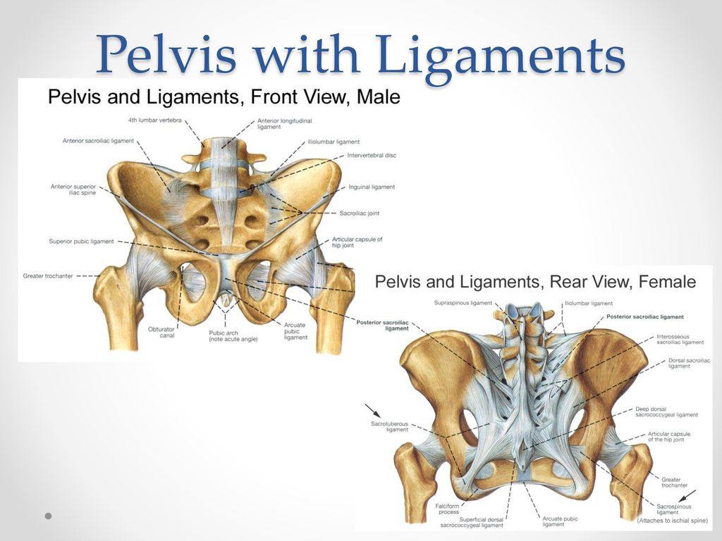 Pelvis with Ligaments