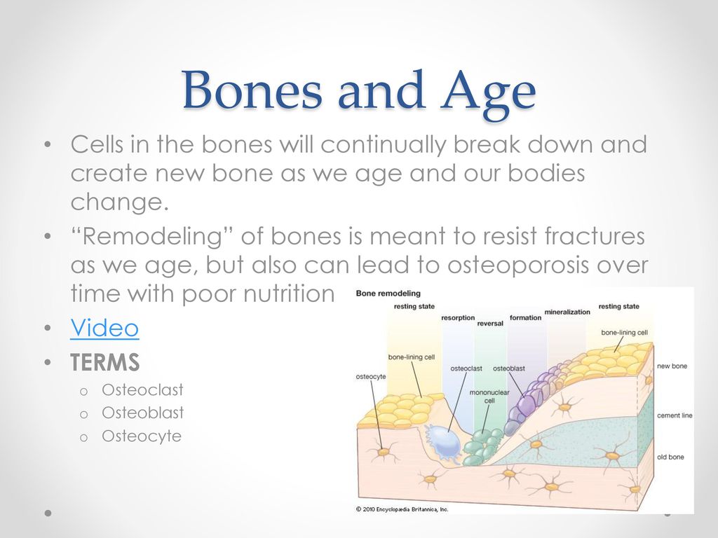 Bones and Age Cells in the bones will continually break down and create new bone as we age and our bodies change.