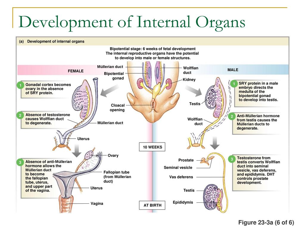 Development of Internal Organs 