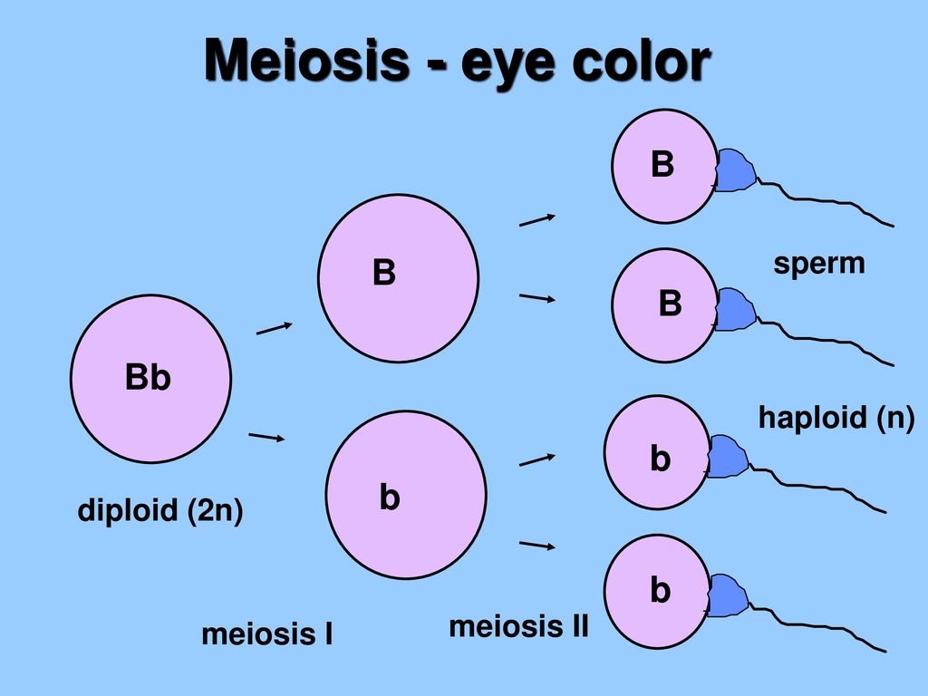 Meiosis - eye color B B Bb b b sperm haploid (n) diploid (2n)