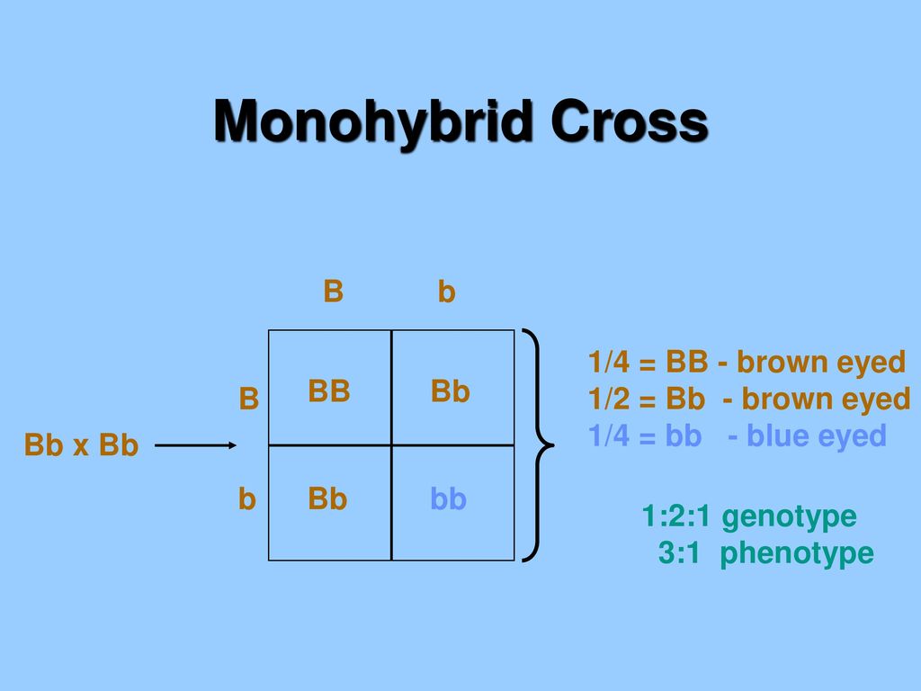 Monohybrid Cross B b Bb x Bb 1/4 = BB - brown eyed
