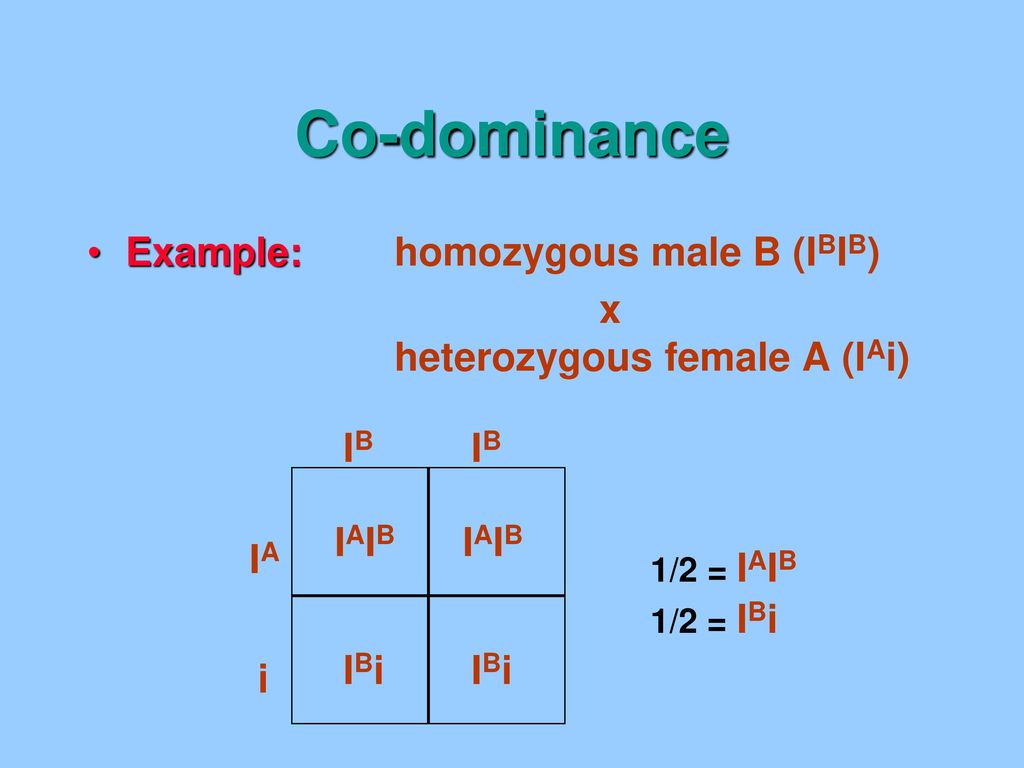 Co-dominance Example: homozygous male B (IBIB)
