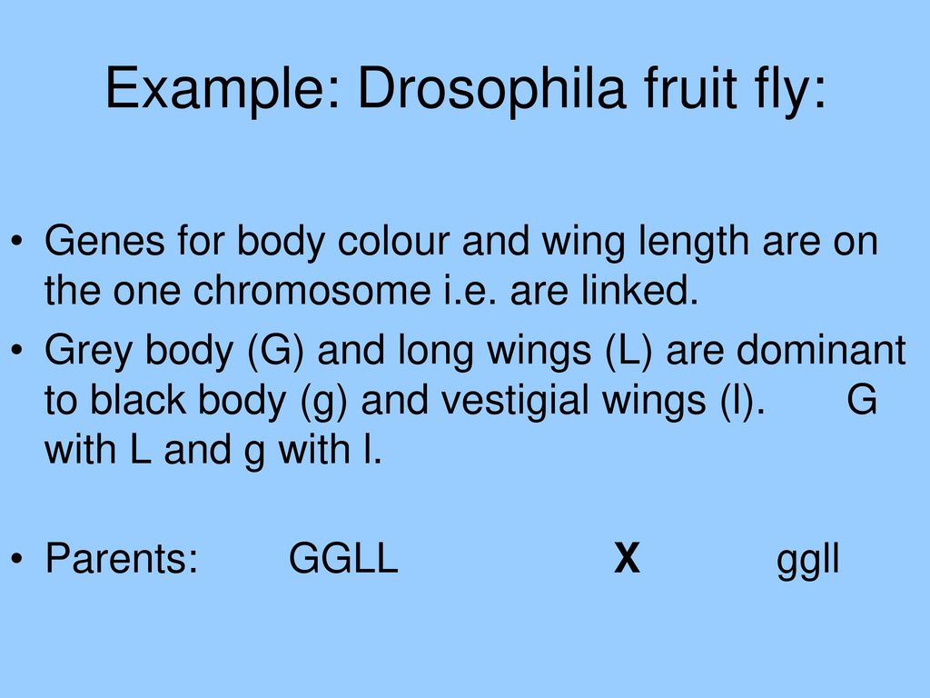 Example: Drosophila fruit fly: