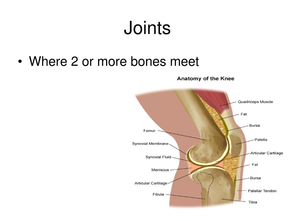 Joints Where 2 or more bones meet