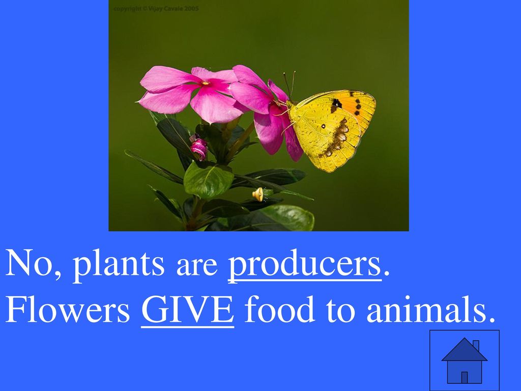 Adaptations/ Interactions Food Chains Organism Classification - ppt ...